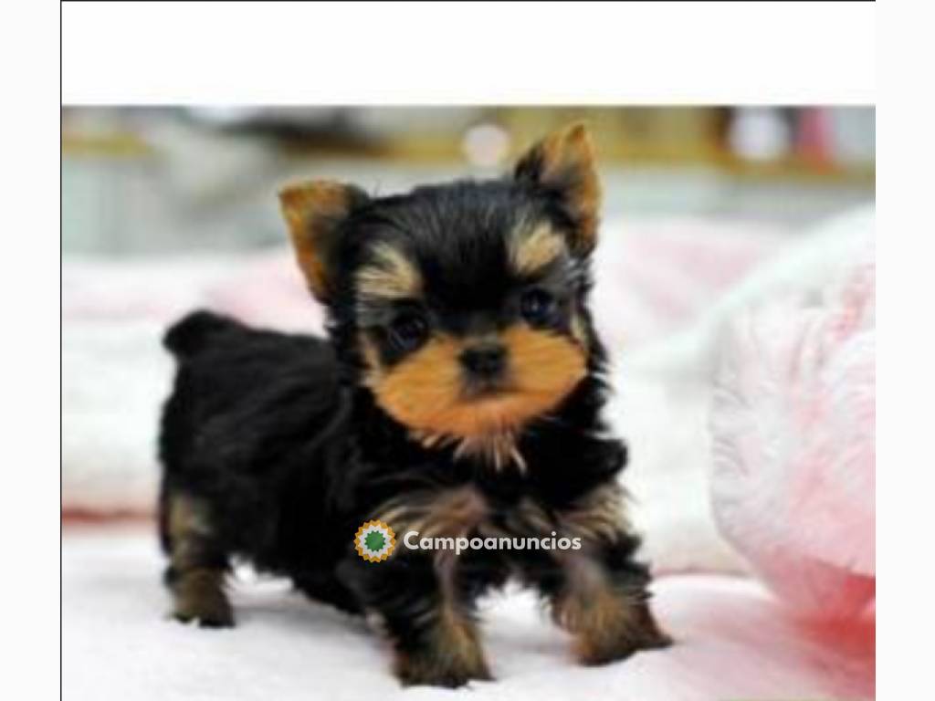 Regalo cachorros de Yorkshire Terrier en Huesca