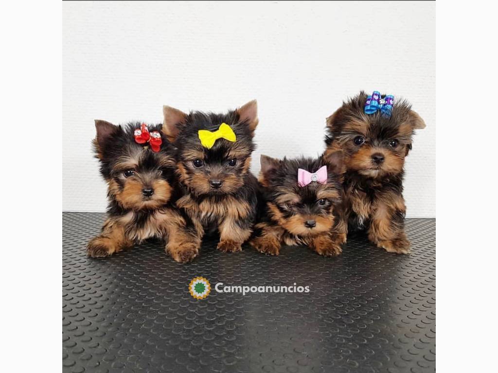 Regalo cachorros de Yorkshire Terrier en Toledo