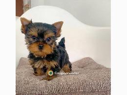 Regalo cachorros de yorkshire terrier