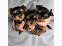 Regalo cachorros de yorkshire terrier