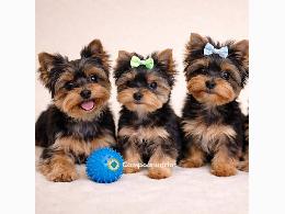 Regalo cachorros de yorkshire terrier