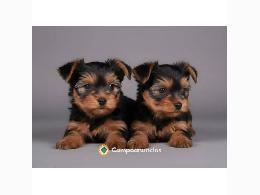 Regalo cachorros de yorkshire terrier