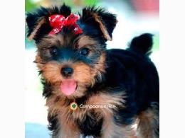 Regalo cachorros de yorkshire terrier