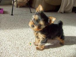 Regalo cachorros de yorkshire terrier