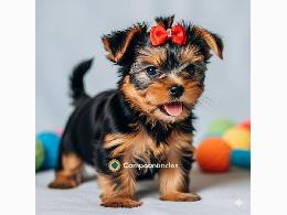 Regalo cachorros de yorkshire terrier
