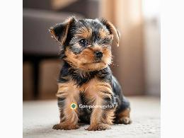 Regalo cachorros de yorkshire terrier
