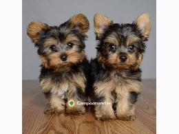 Regalo cachorros de yorkshire terrier