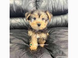 Regalo Cachorros de Yorkshire terrier