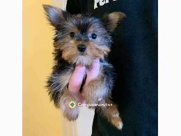 Regalo Cachorros de Yorkshire terrier