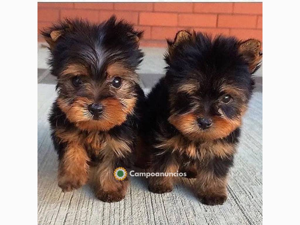 REGALO CACHORROS DE YORKSHIRE TERRIER MI en Tenerife