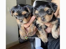 REGALO CACHORROS DE YORKSHIRE TERRIER MI