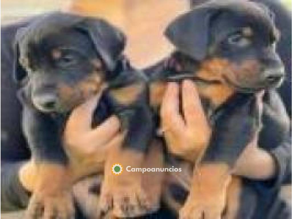 Regalo cachorros doberman en Albacete