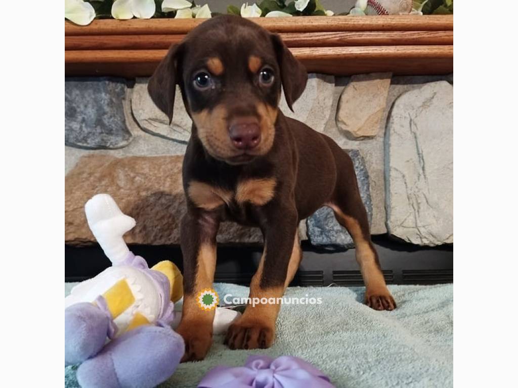  REGALO CACHORROS DOBERMAN MI whatsapp:+ en A Coruña