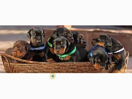 REGALO CACHORROS DOBERMAN y PINCHERS