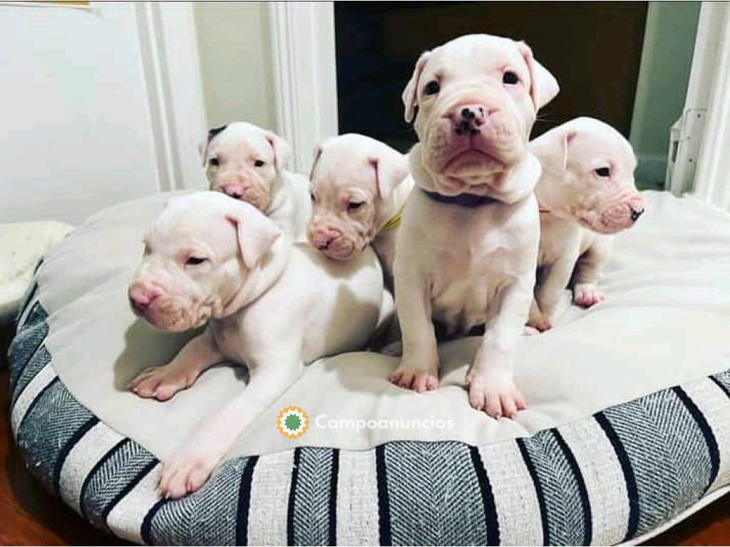 Regalo cachorros dogo argentino en Huesca