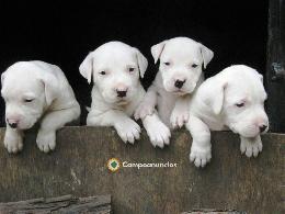 REGALO CACHORROS DOGO ARGENTINO