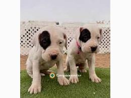 REGALO CACHORROS DOGO ARGENTINO