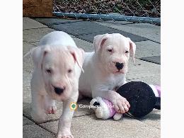 Regalo Cachorros Dogo Argentino