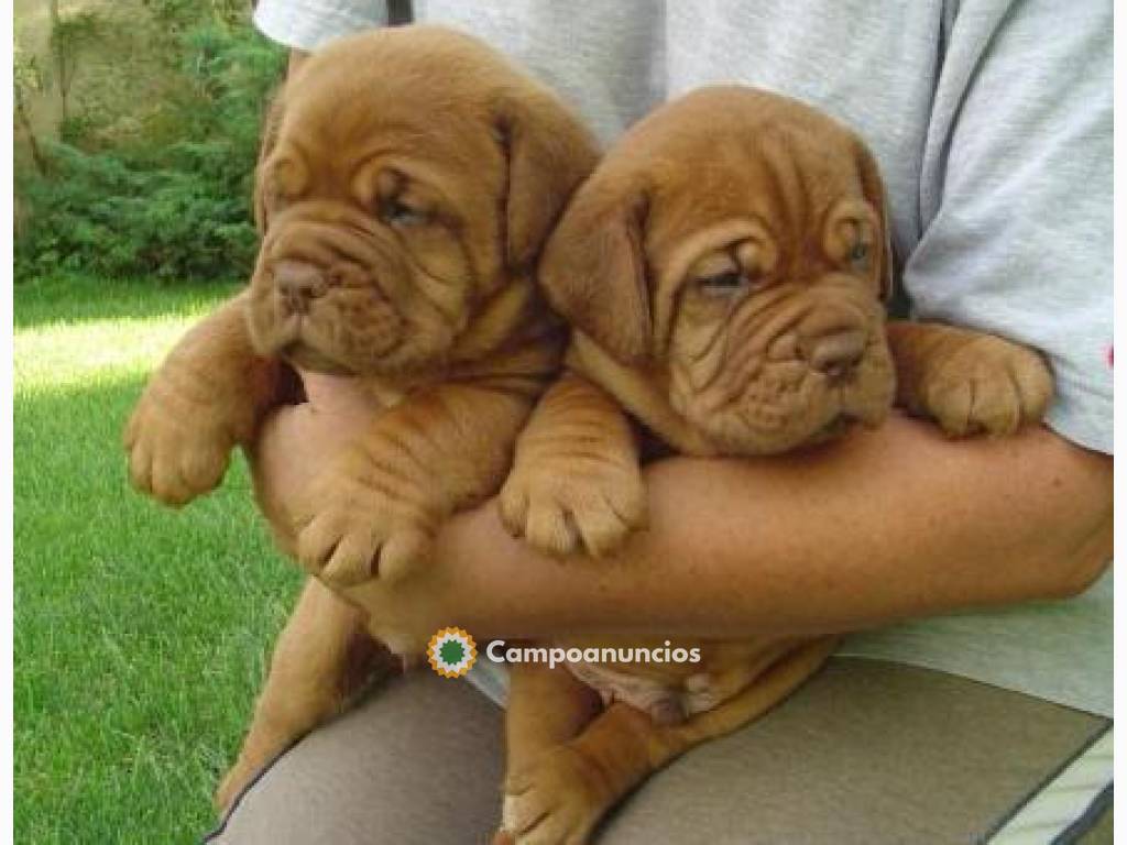 Regalo cachorros Dogo de Burdeos en Huesca