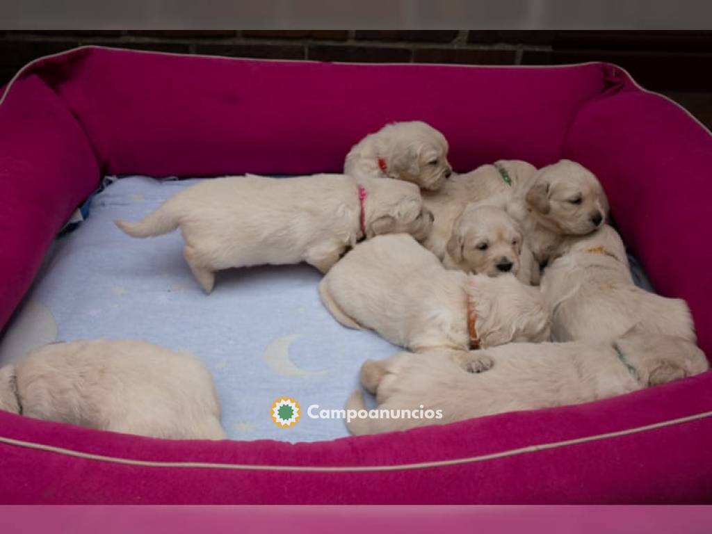 Regalo Cachorros Golden Retriever en Ourense