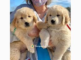 Regalo cachorros Golden Retriever