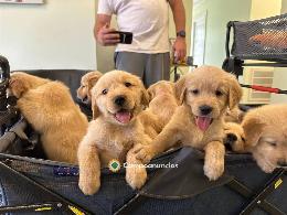 Regalo Cachorros Golden Retriever