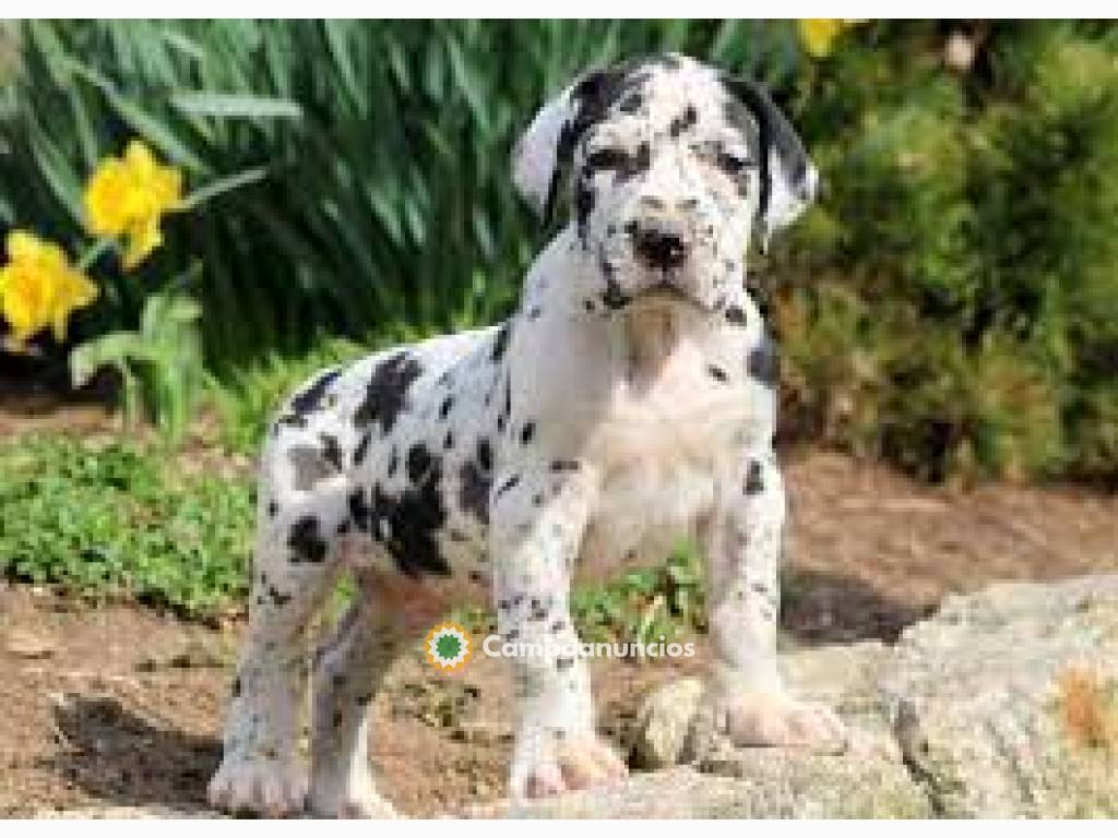 REGALO CACHORROS GRAN DANES  en Córdoba