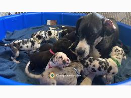 REGALO CACHORROS GRAN DANES