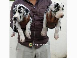 REGALO CACHORROS GRAN DANES
