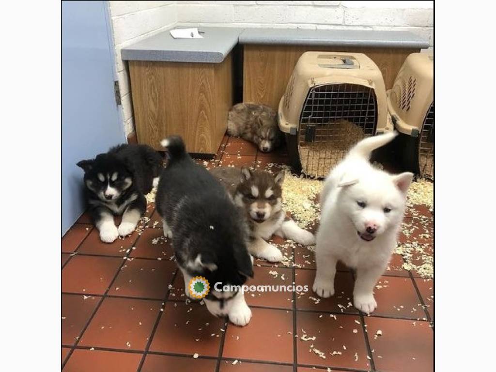 Regalo cachorros Husky siberian Listo en Ourense