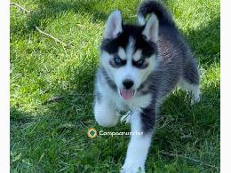 Regalo Cachorros Husky Siberiano