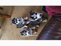 Regalo cachorros husky siberiano disponi