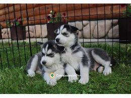 Regalo Cachorros Husky Siberiano Gratis