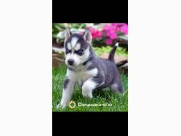 Regalo Cachorros Husky Siberiano Gratis