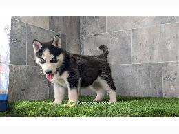 Regalo Cachorros Husky Siberiano Gratis