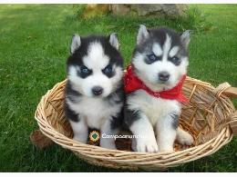 Regalo Cachorros Husky Siberiano Gratis