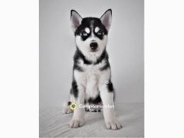 Regalo Cachorros Husky Siberiano Gratis