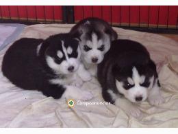 REGALO CACHORROS HUSKY Y ALASKA MALAMUT