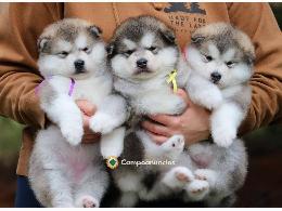 REGALO CACHORROS HUSKY Y ALASKA MALAMUT