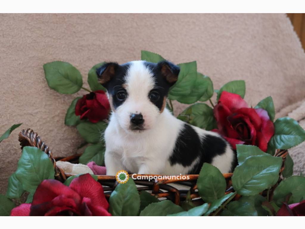 REGALO CACHORROS JACK RUSSELL  en Ourense