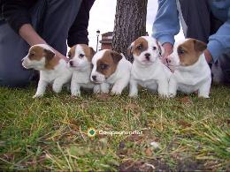 REGALO CACHORROS JACK RUSSELL