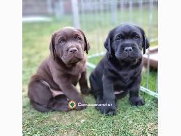 Regalo cachorros Labrador gratis