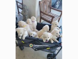 Regalo cachorros Labrador gratis