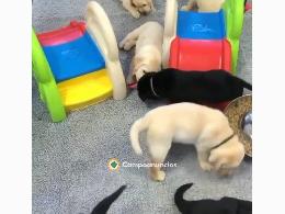 Regalo cachorros labradores