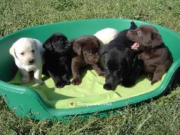 Regalo cachorros labradores