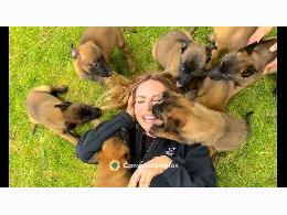 REGALO CACHORROS PASTORES MALINOIS
