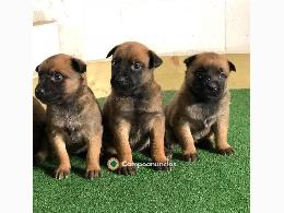 REGALO CACHORROS PASTORES MALINOIS