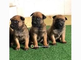 REGALO CACHORROS PASTORES MALINOIS