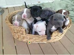 REGALO CACHORROS PITBULL