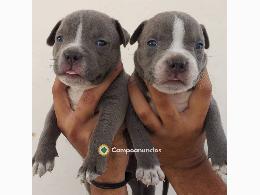 REGALO CACHORROS PITBULL